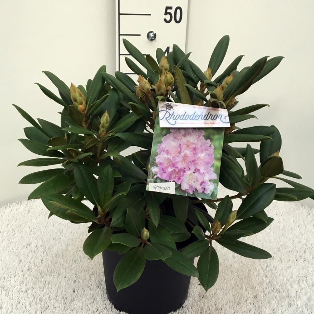 Rhododendron (y)Caroline Allbrook