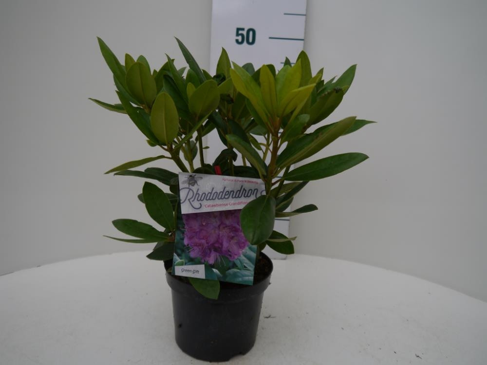 Rhododendron catawbiense Grandiflorum 
