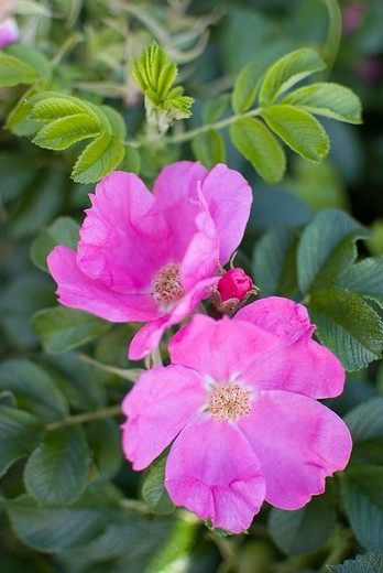 rosa rugosa bloei