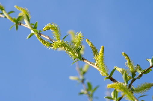 Salix alba Chermesina | Schietwilg