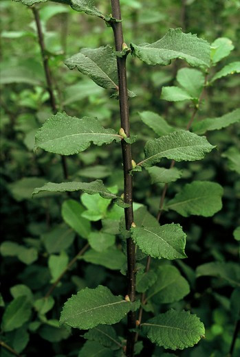 Geoorde wilg - Salix aurita