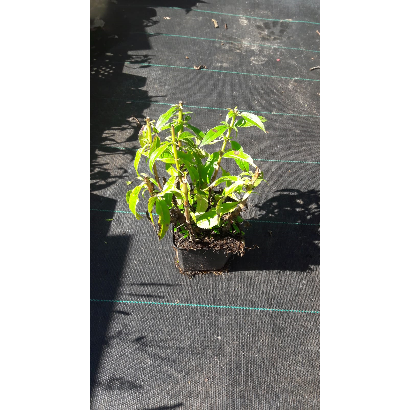 Ereprijs - Veronica longifolia Blauriesin