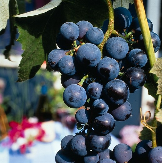 Vitis vinifera Boskoop glory - Blauwe druif