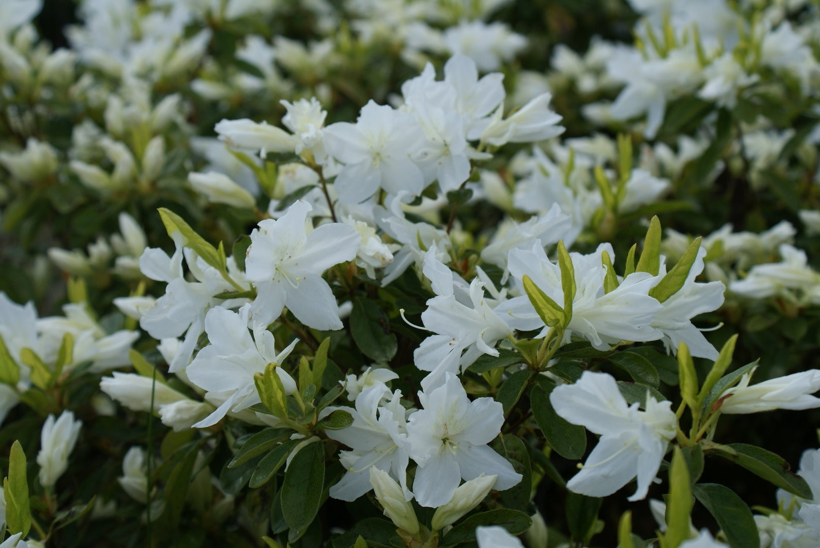 Azalea - Rhododendron Adonis