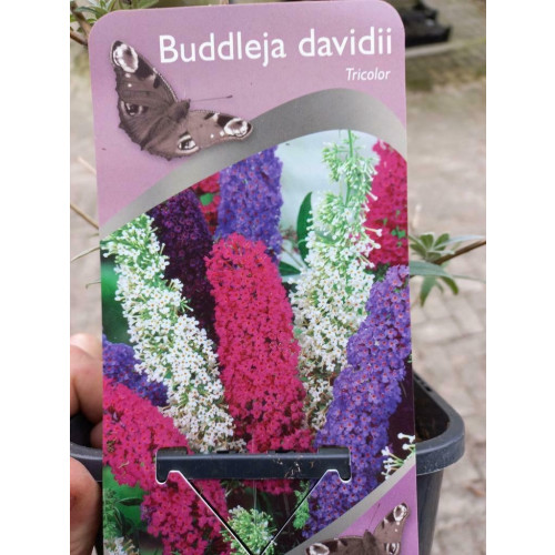 Buddleja davidii Tricolor - Vlinderstruik
