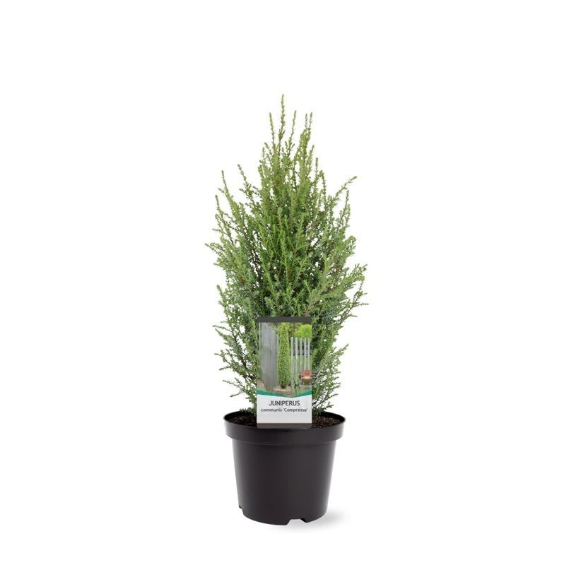 Juniperus communis Compressa | Dwerg Jeneverbes