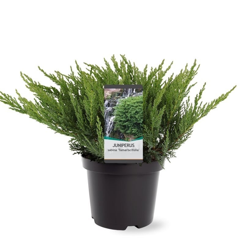 Juniperus sabina Tamariscifolia | Sabijnse jeneverbes