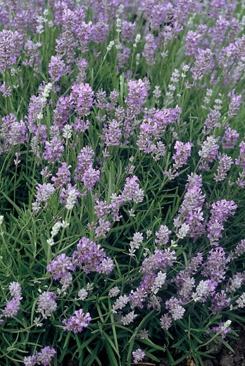 Lavendel - Lavendula angustifolia 'Munstead'