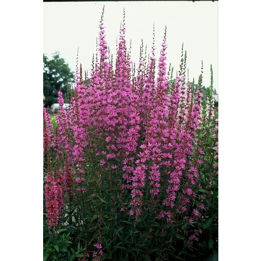 Kattestaart - Lythrum virgatum Dropmore Purple