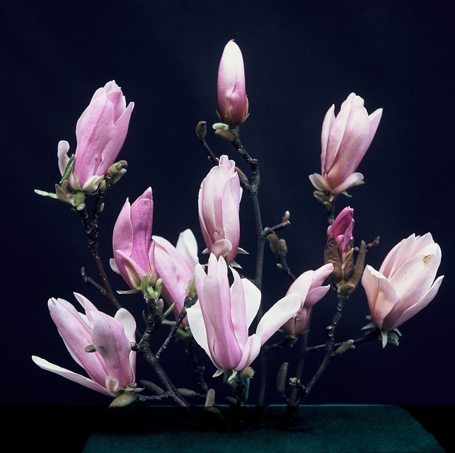 Magnolia George Henry Kern - beverboom