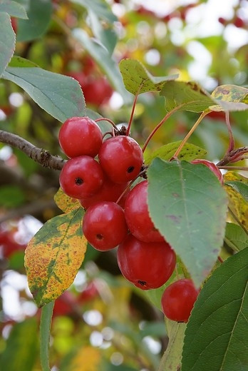  Malus 'Red Sentinel' - Rode sierappel - boom