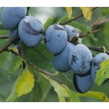 Prunus 'Hauszwetsche'