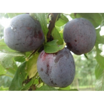 Prunus d Opal - Zoete pruim