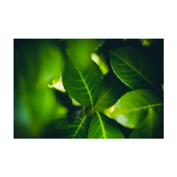 Laurier Rotundifolia - Prunus laurocerasus Rotundifolia