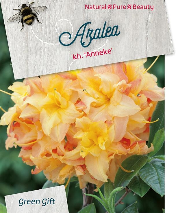 Azalea - Rhododendron 'Anneke'
