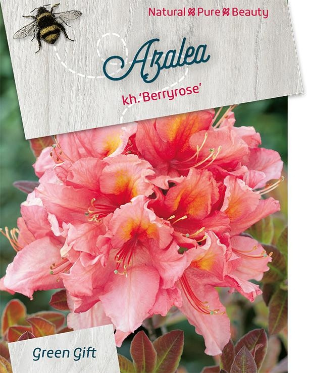Azalea - Rhododendron 'Berryrose'