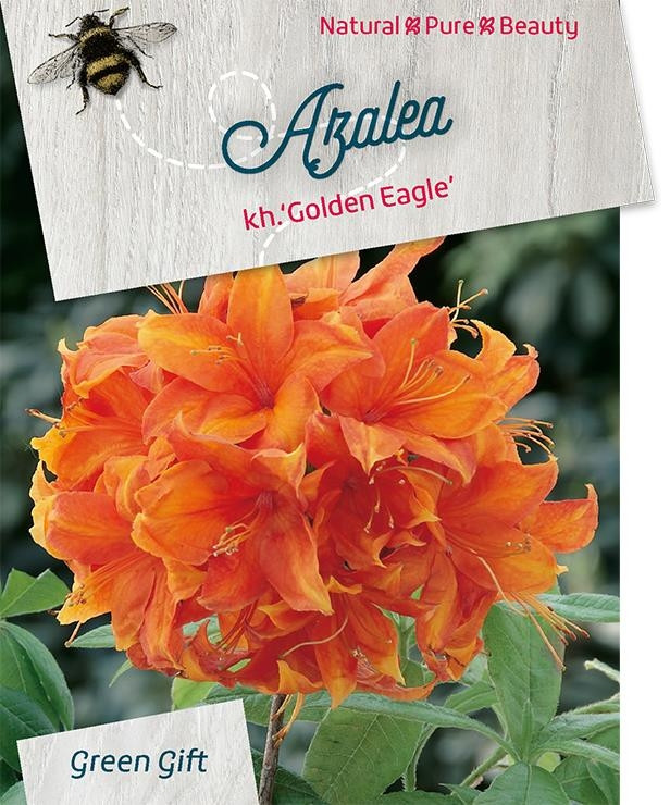 Azalea - Rhododendron 'Golden Eagle'