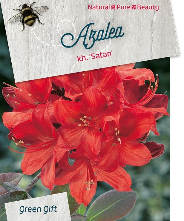 Azalea - Rhododendron 'Satan'