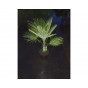 Trachycarpus fortunei - Palmboom