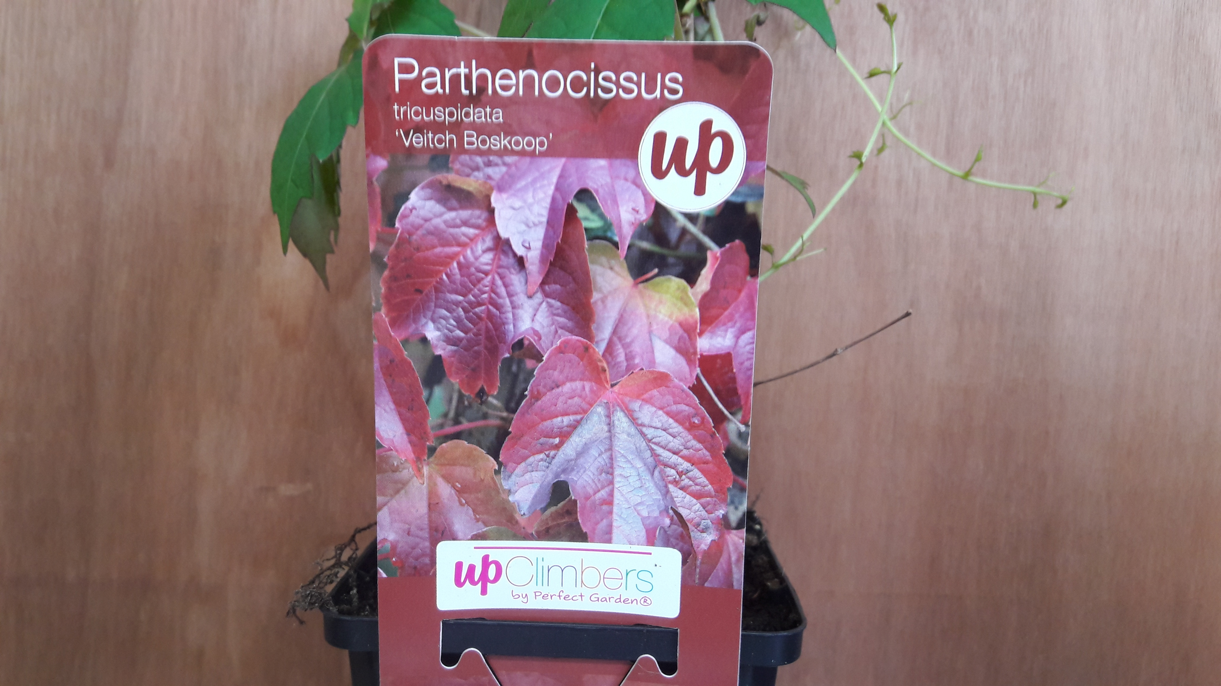 Parthenocissus 'Veitch Boskoop'