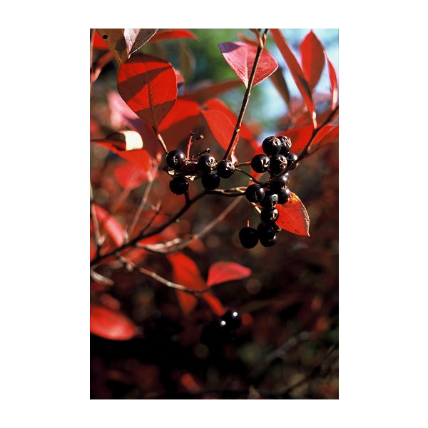 Aronia melanocarpa - Zwarte Appelbes