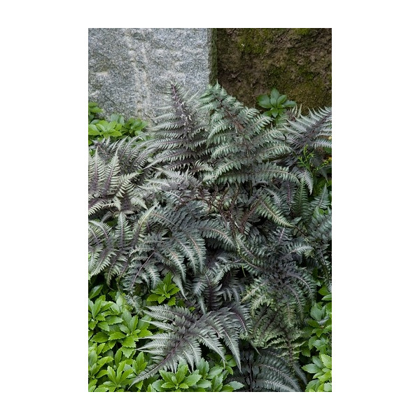 Athyrium niponicum Pewter Lace - Japanse regenboogvaren - 