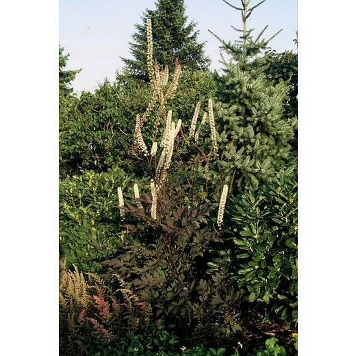 Cimicifuga ramosa “Atropurpurea” - Zilverkaars