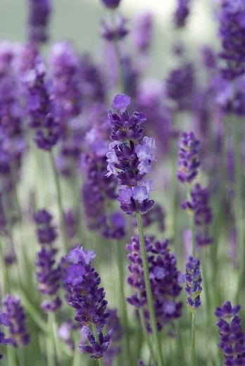 Lavandula angustifolia “Dwarf Blue” - Lavendel