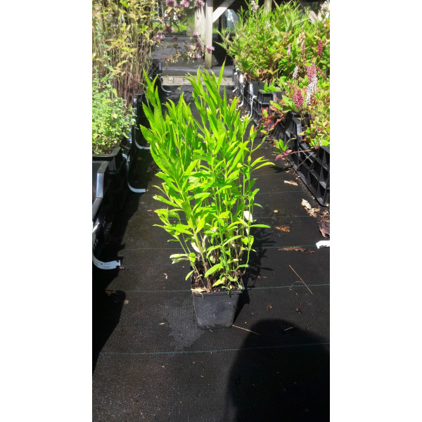 Physostegia virginiana “Alba” - Scharnierplant