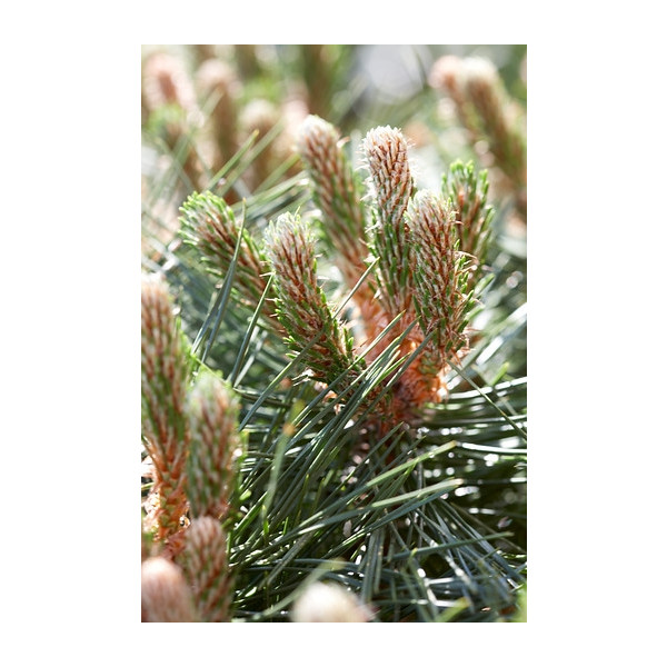 Pinus nigra nigra - Oostenrijkse den