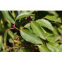 Prunus lusitanica Angustifolia  - Portugese laurier 