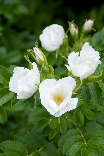 Rosa rugosa Alba - witte bottelroos