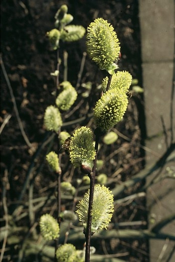 Salix cinerea - Grauwe wilg
