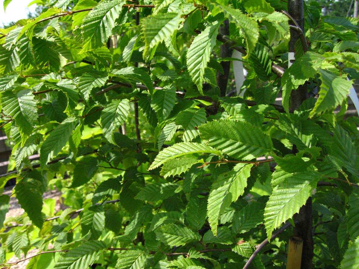 Dakhaagbeuk - Carpinus betulus