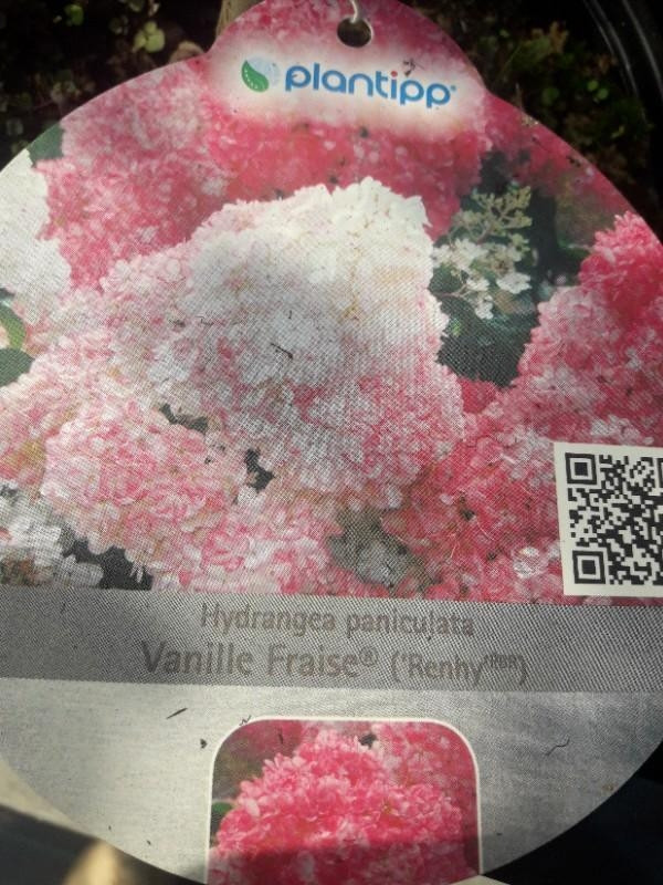 Pluimhortensia - Hydrangea paniculata Vanille Fraise