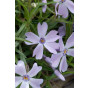 Vlambloem - Phlox subulata Purple Beauty