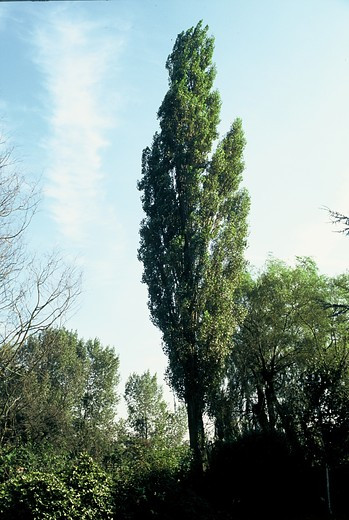 Zwarte populier - Populus nigra