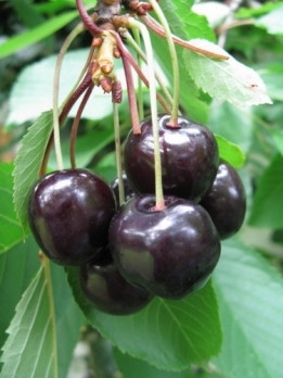 Prunus 'Pollux'