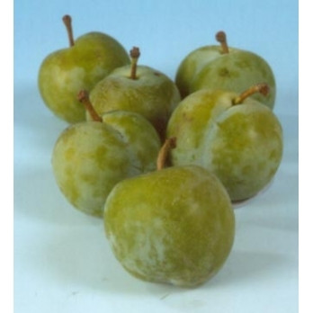 Pruim - Prunus d Reine Claude Verte