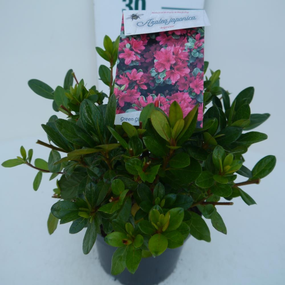 Azalea -Rhododendron Ageeth