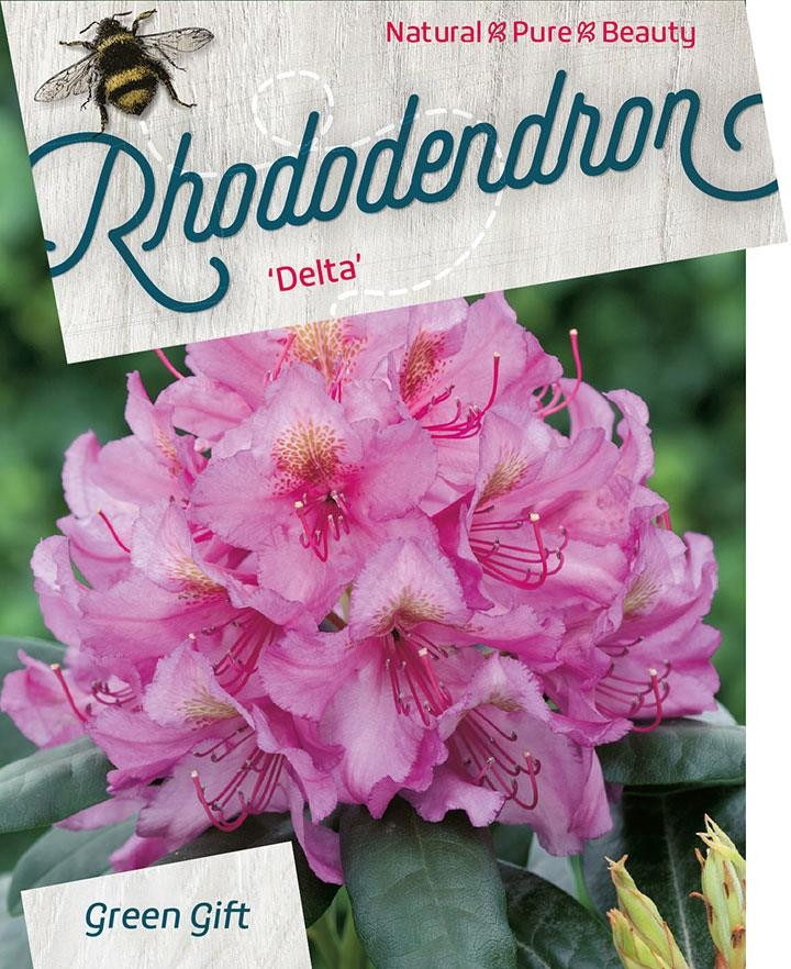 Rhododendron Delta