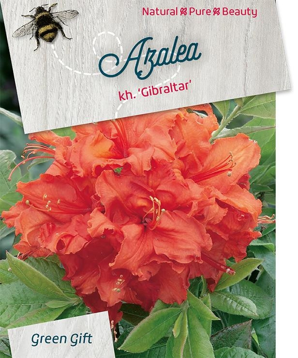Azalea - Rhododendron 'Gibraltar'