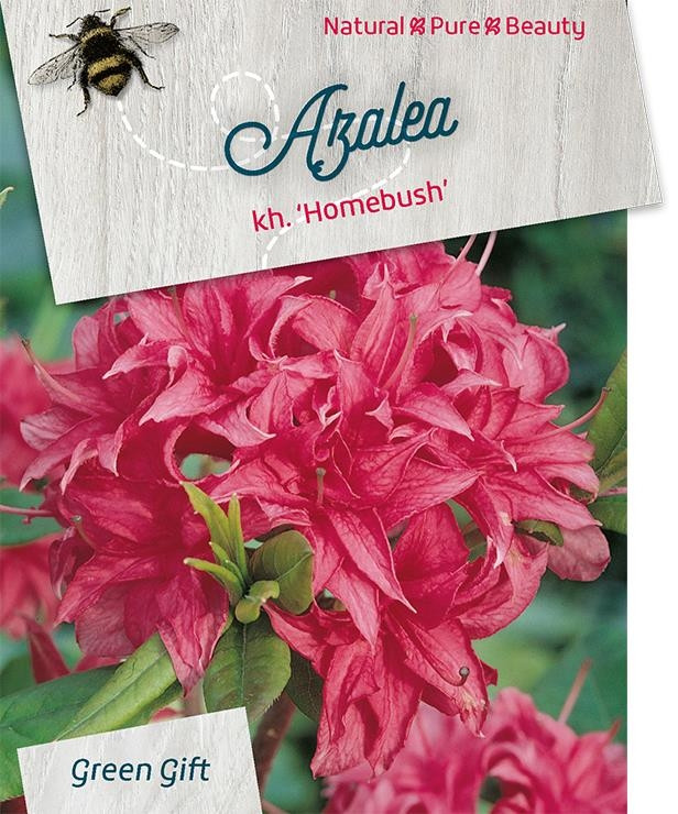 Azalea - Rhododendron 'Homebush'