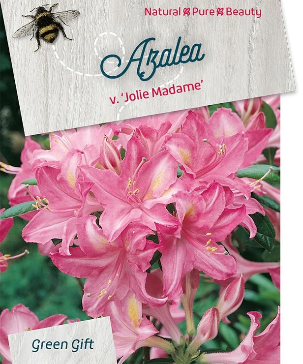 Azalea - Rhododendron 'Jolie Madame'