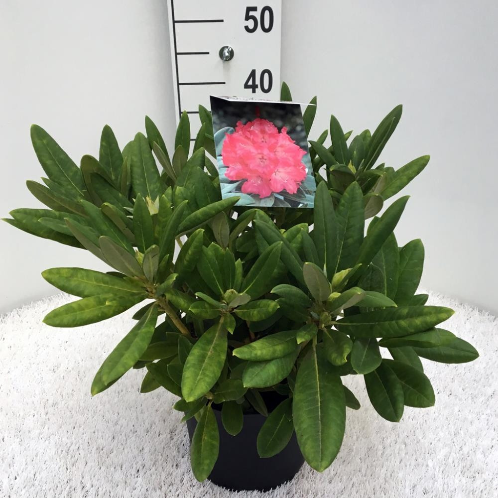 Rhododendron (y) Sweet Sue