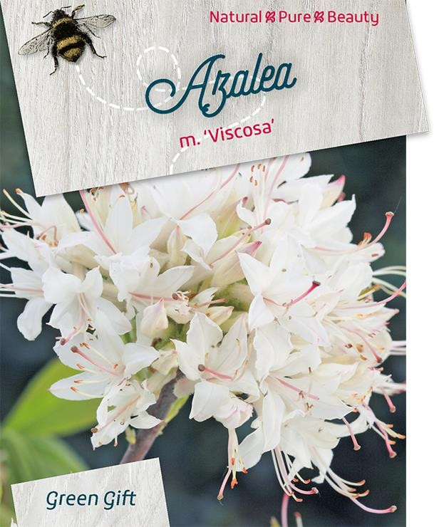 Azalea - Rhododendron 'Viscosa'