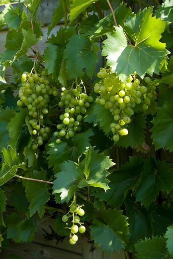 Vitis vinifera Vroege van der laan - witte druif