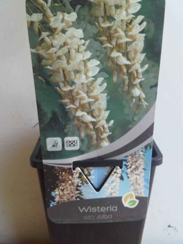 Witte regen - Wisteria sinensis Alba