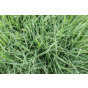 Plantpakket Grassen - 3.5-4m2