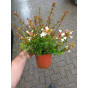 Abelia grandiflora